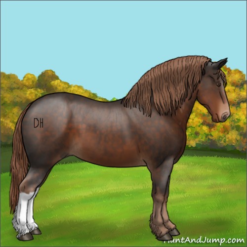 Horse Color:Liver Chestnut 