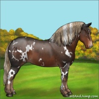 Horse Color:White Spotted Liver Chestnut 