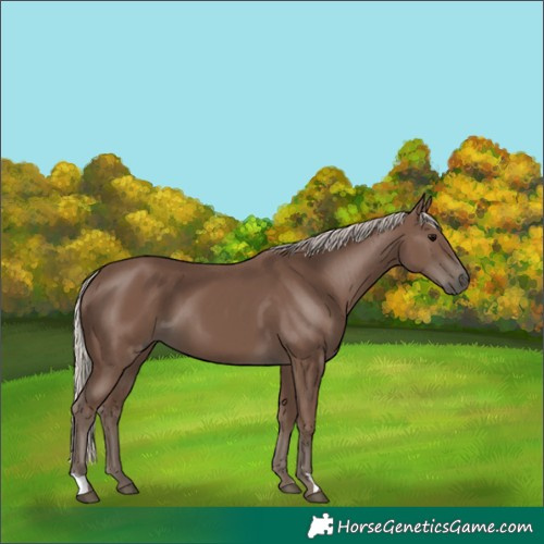 Horse Color:Silver Black