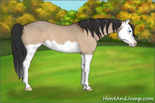 Horse Color:Brown Dun Sabino Splash 