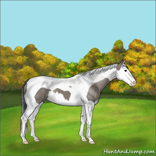 Horse Color:Grullo Sabino Splash Tobiano 