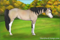 Horse Color:Brown Dun Sabino