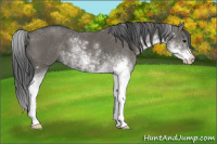 Horse Color:Grullo Sabino