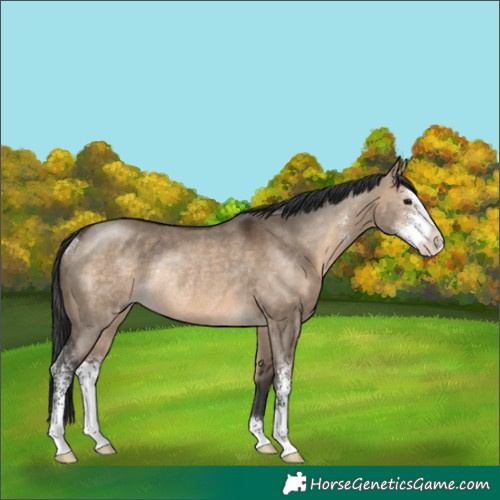 Horse Color:Brown Dun Sabino Rabicano 
