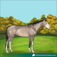 Horse Color:Brown Dun Sabino Rabicano 