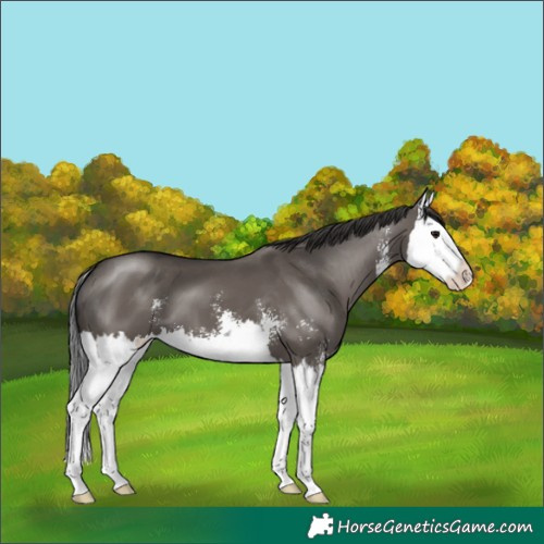Horse Color:Smoky Grullo Sabino Splash