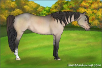 Horse Color:Brown Dun Sabino 