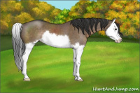 Horse Color:Brown Dun Sabino Splash