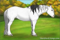 Horse Color:Black Sabino Splash 