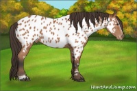 Horse Color:Bay Sabino Appaloosa 