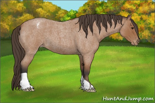 Horse Color:Bay Roan Appaloosa 