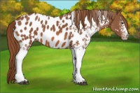 Horse Color:White Spotted Chestnut Near Leopard 