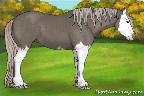 Horse Color:Silver Black Sabino Splash 