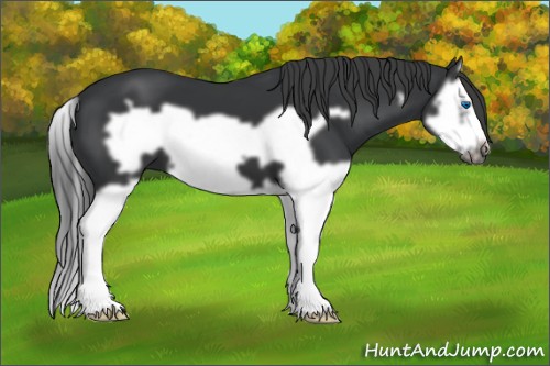 Horse Color:Black Splash Frame 
