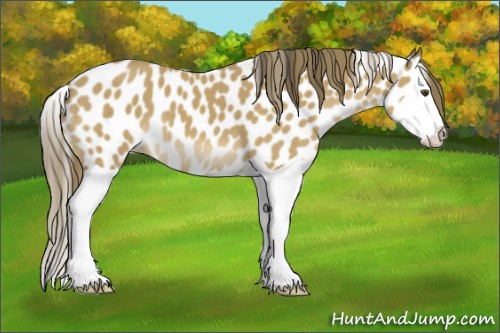 Horse Color:Buckskin Splash Appaloosa 