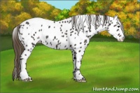 Horse Color:White Spotted Smoky Black Appaloosa 
