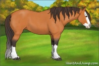 Horse Color:Buckskin Roan Splash 