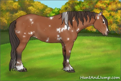 Horse Color:White Spotted Bay Sabino 