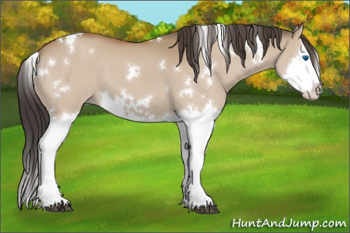 Horse Color:White Spotted Bay Dun Sabino Splash 