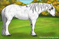 Horse Color:Black Sabino