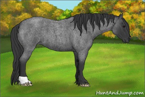 Horse Color:Blue Roan 