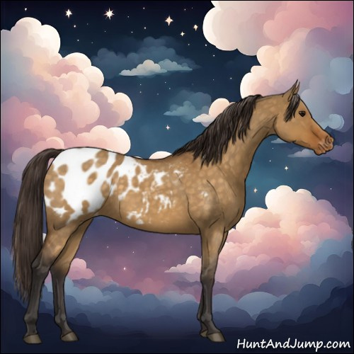 Horse Color:Buckskin Roan Dun Appaloosa 