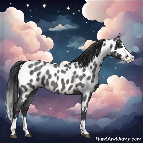 Horse Color:Brown Roan Splash Appaloosa 