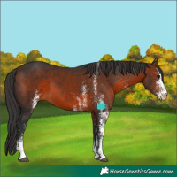Horse Color:White Spotted Brown 