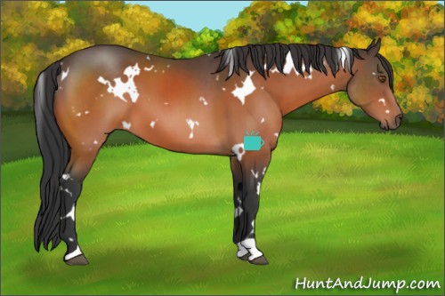 Horse Color:White Spotted Bay 
