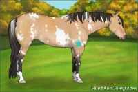 Horse Color:White Spotted Bay Dun 