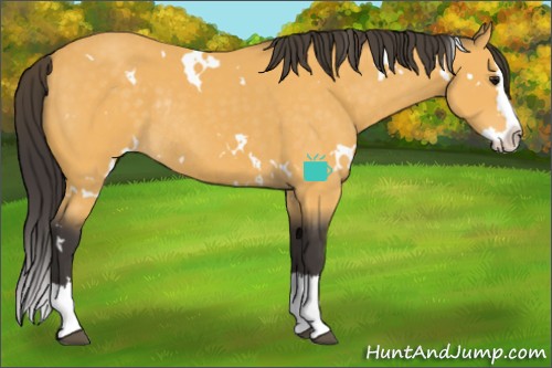 Horse Color:White Spotted Buckskin Splash Rabicano 