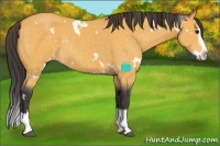 Horse Color:White Spotted Buckskin Splash Rabicano