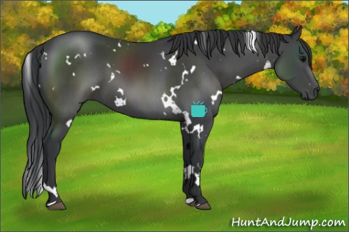 Horse Color:White Spotted Black 