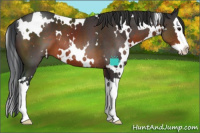 Horse Color:White Spotted Brown Sabino Splash 