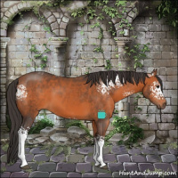 Horse Color:White Spotted Bay 