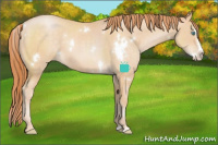 Horse Color:White Spotted Buckskin Pearl Splash 