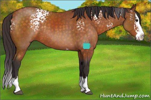 Horse Color:White Spotted Buckskin Splash Rabicano