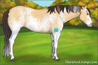 Horse Color:White Spotted Buckskin Dun Splash 