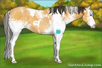 Horse Color:White Spotted Buckskin Splash Rabicano 
