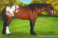 Horse Color:Bay Appaloosa  and Bay Appaloosa 