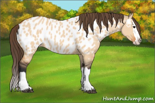 Horse Color:Bay Dun Sabino Splash Near Leopard