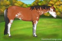 Horse Color:Bay Sabino Rabicano