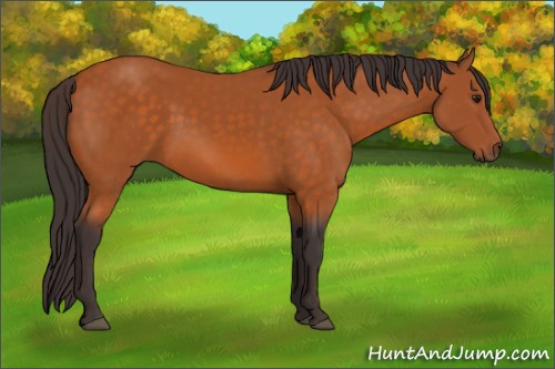 Horse Color:Buckskin Sabino Rabicano 
