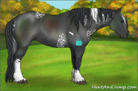Horse Color:White Spotted Black Tobiano Rabicano 