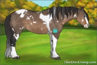 Horse Color:White Spotted Brown Dun Splash Tobiano Appaloosa 