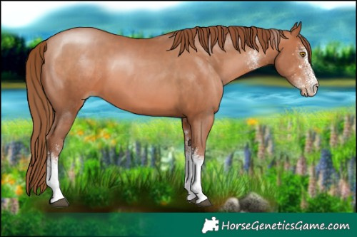 Horse Color:White Spotted Brown Pearl Tobiano 