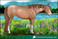 Horse Color:White Spotted Brown Pearl Tobiano