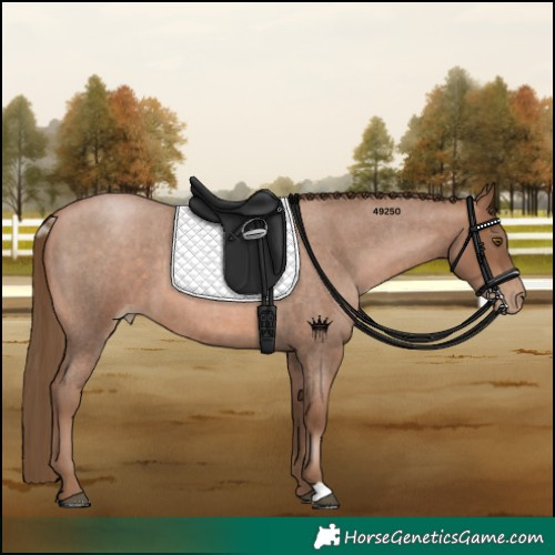 Horse Color:Brown Roan Pearl 