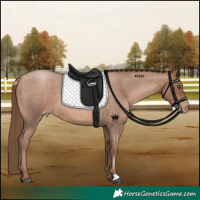 Horse Color:Brown Roan Pearl 