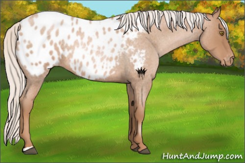 Horse Color:Silver Blue Roan Pearl Appaloosa 
